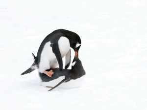 A devoted Adelie penguin couple making love