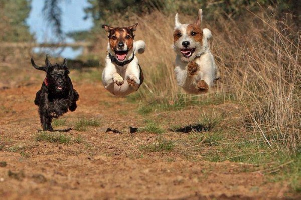 1239418_517205935023678_1659077564_n