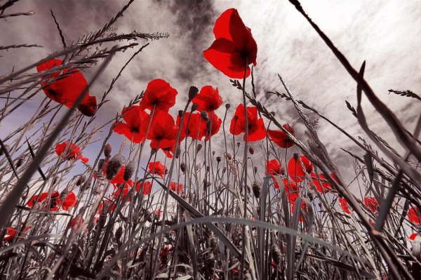 last_poppies-806867
