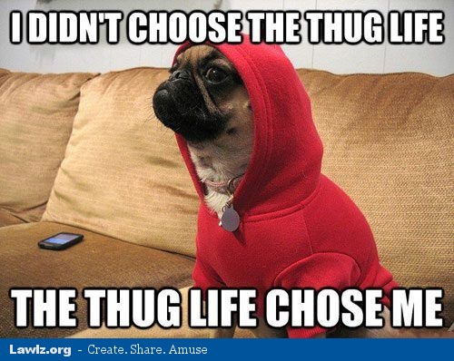i-didnt-choose-the-thug-life-the-thug-life-chose-me-pug-dog-red-sweater-meme