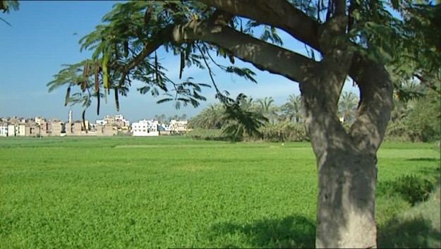 minaret-islam-field-agriculture