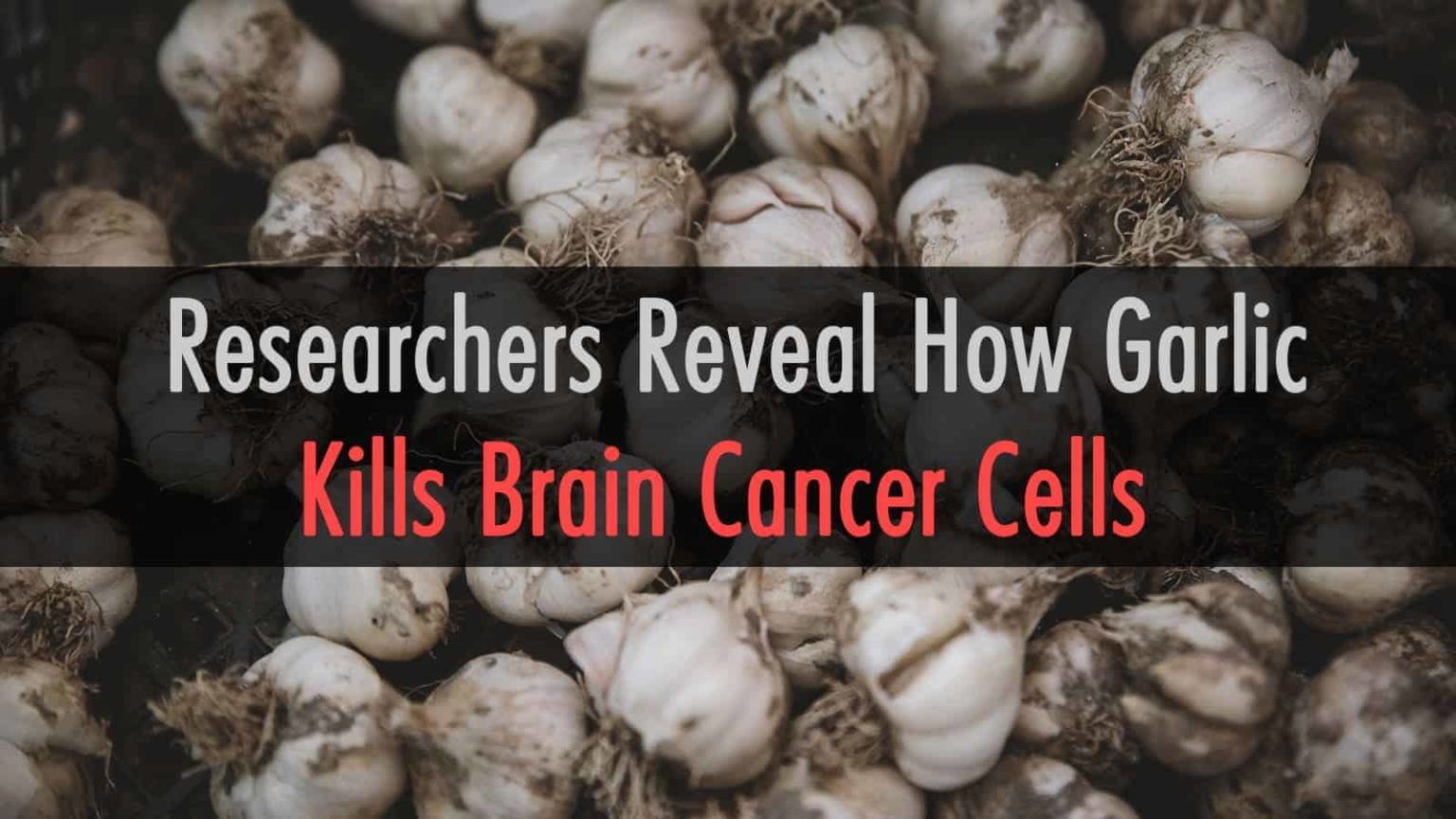 Suppressed science Garlic proven to kill brain cancer cells without